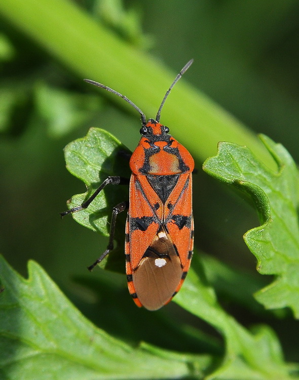 Lygaeidae: Spilostethus pandurus dal lagho di Lesina (FG)